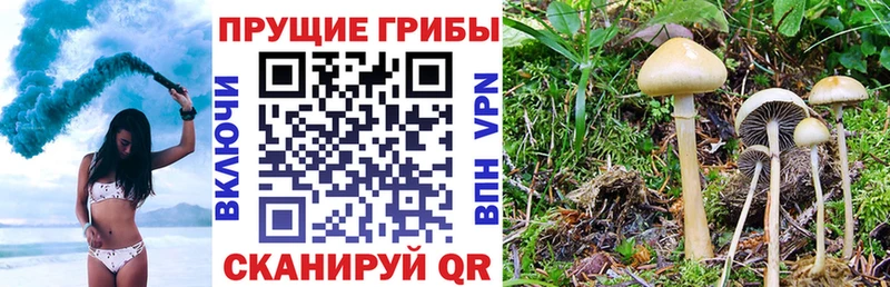 Галлюциногенные грибы GOLDEN TEACHER  где найти наркотики  Лениногорск 